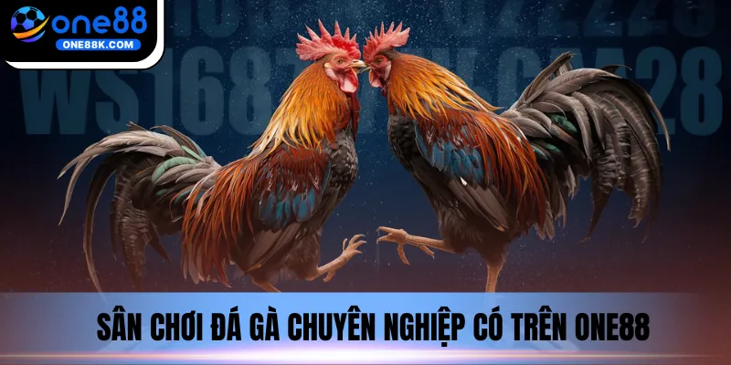 Sân chơi đá gà chuyên nghiệp có trên ONE88
